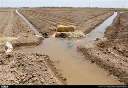 سهم حق آبه کشاورزان سرخس ۱۱ میلیون مترمکعب است